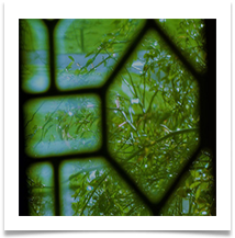 Garden View - Sandra Stonehouse